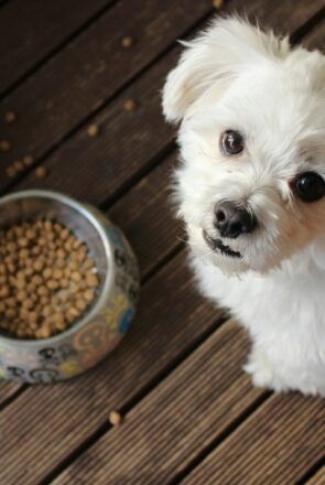Fluffy white dog next to a bowl of kibble