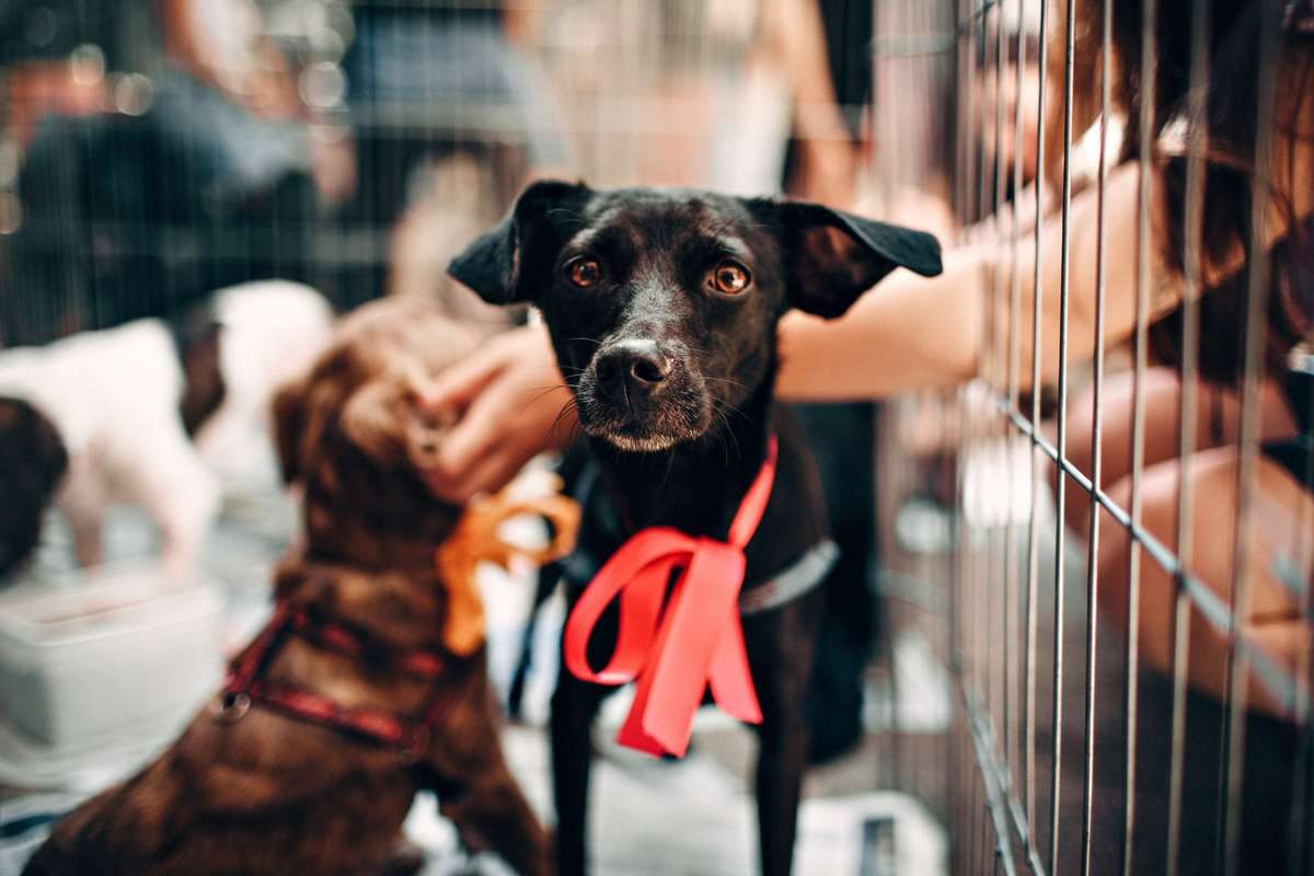A small black dog wearing a red ribbon looks at the camera from inside a wire enclosure with other dogs.
