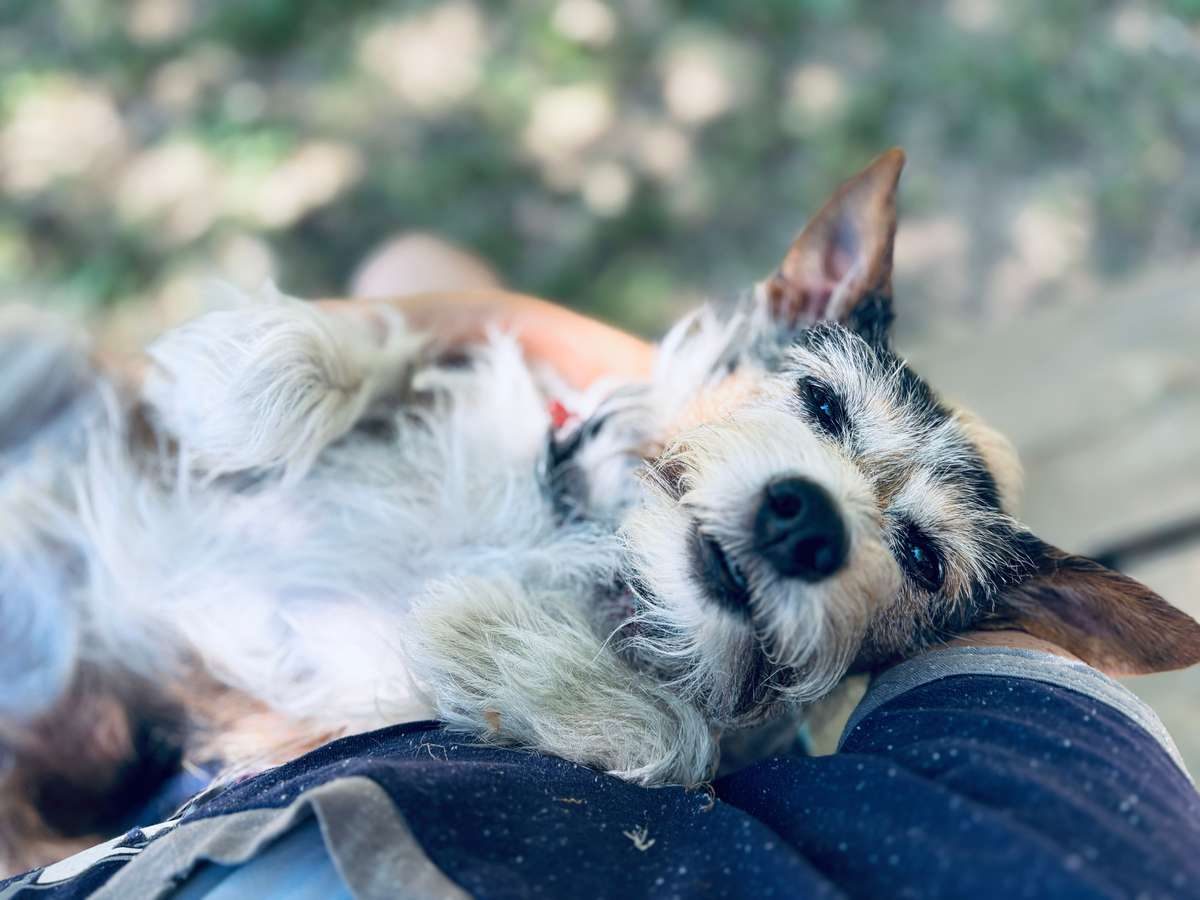 A small scruffy dog lies on its back in a person's lap outdoors.