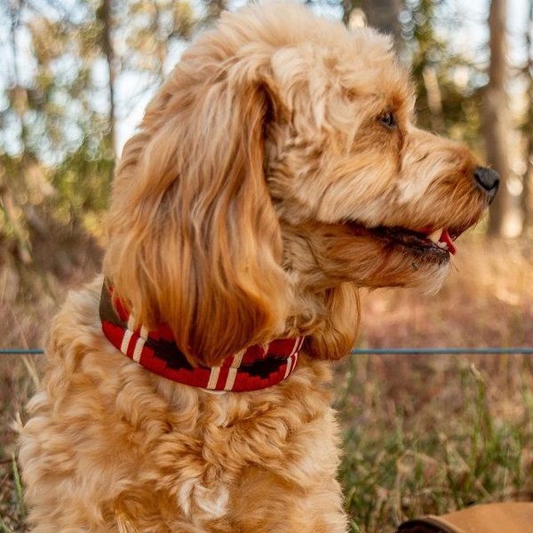 Fluffy golden dog wearing a red and white patterned Australian dog collar in a natural outdoor setting.