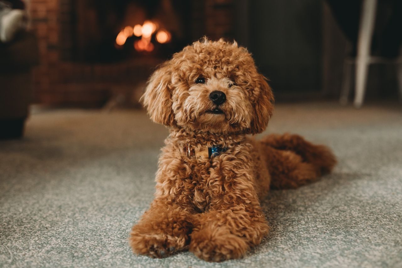 Miniature Poodle