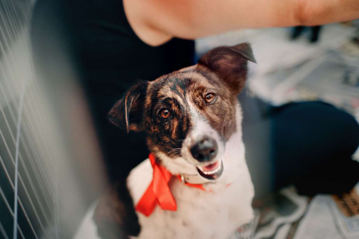 A brindle and white dog wearing a red ribbon around its neck looks up at the camera.