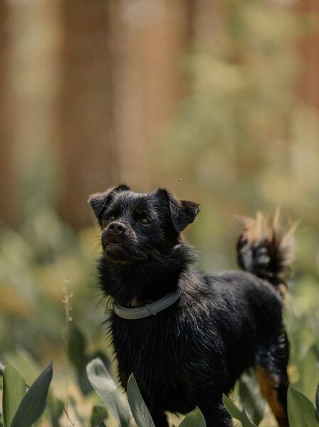 Small fluffy black dog wearing a collar standing in grass