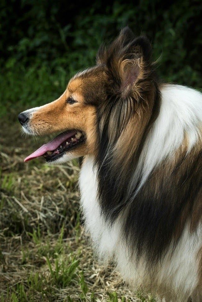 Shetland Sheepdog with a thick double coat standing outdoors