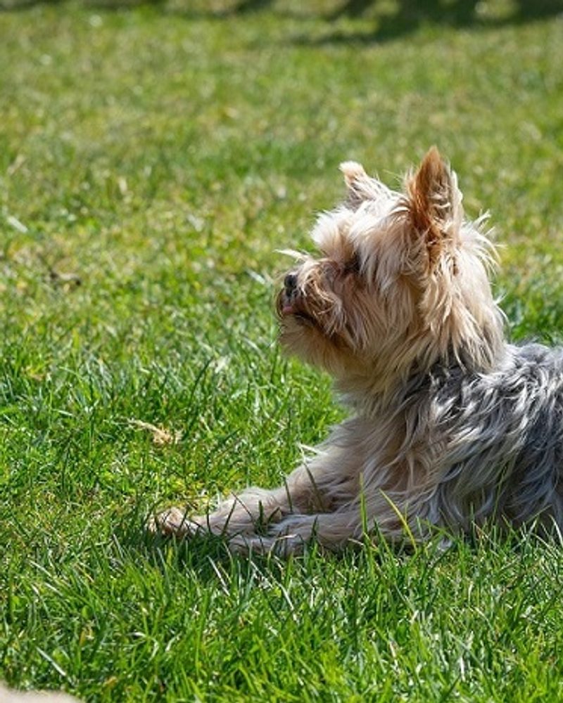 Top 4 Dog Trainers In Elkton