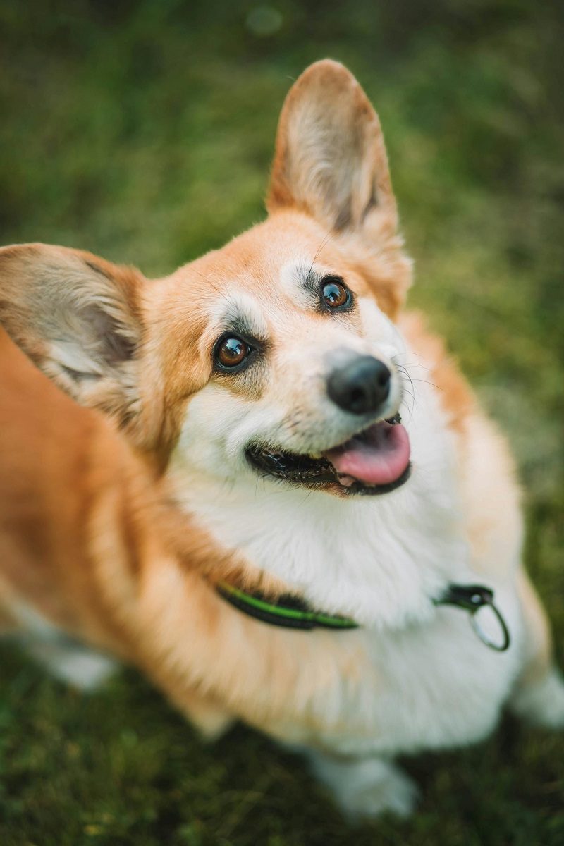 Pembroke Welsh Corgi standing on grass, a small sturdy herding breed