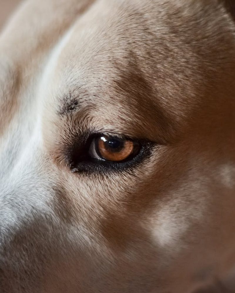 The Truth About Dog Vision: What Colors Do Dogs Actually See?