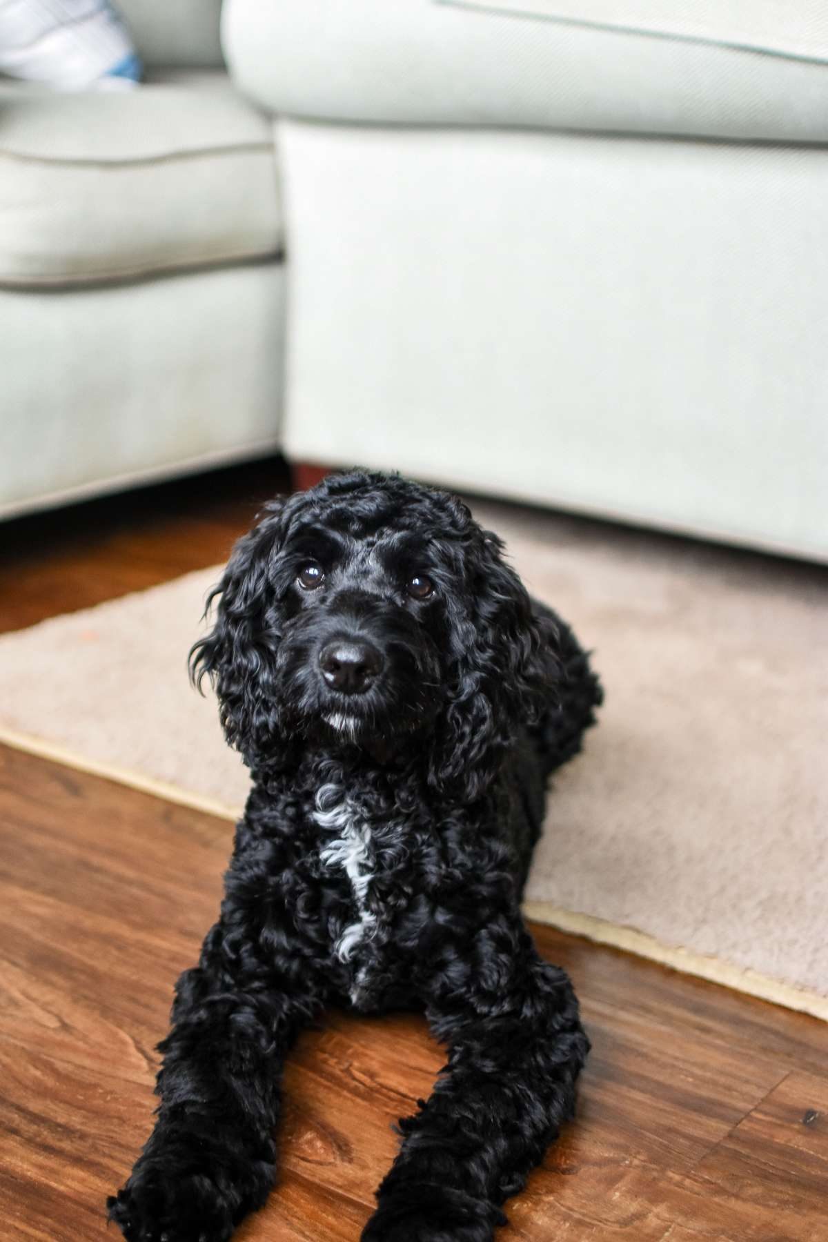A black curly-haired dog with a white chest patch lying on a wooden floor in front of a couch.