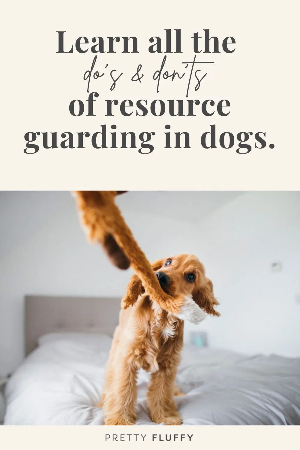Resource guarding in dogs: expert guide from dog behaviorist Sophia Gillis