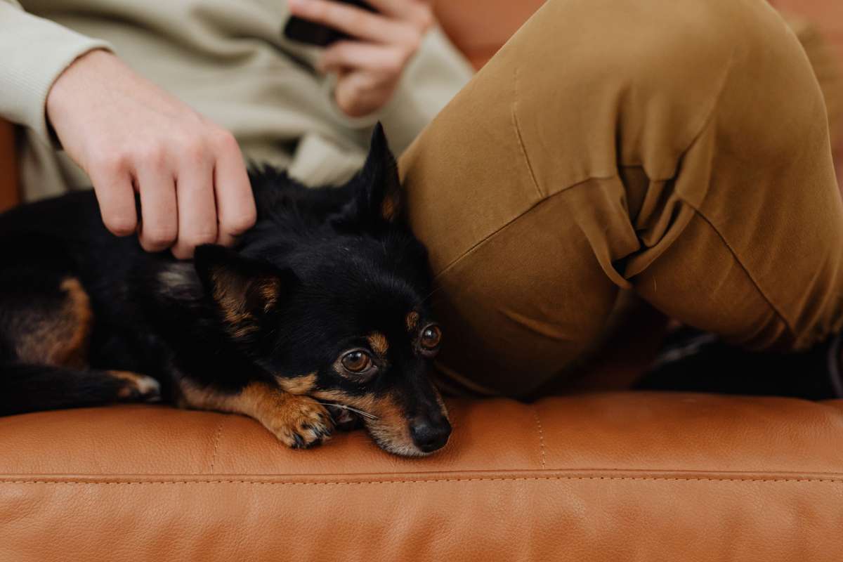 A hand gently pets a small, wide-eyed black and tan dog lying on a brown leather couch.