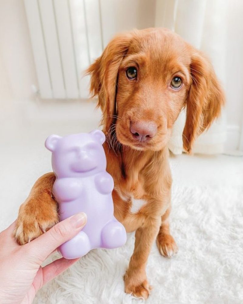 Golden puppy resting its paw on a hand holding a purple gummy bear squeaky dog toy.