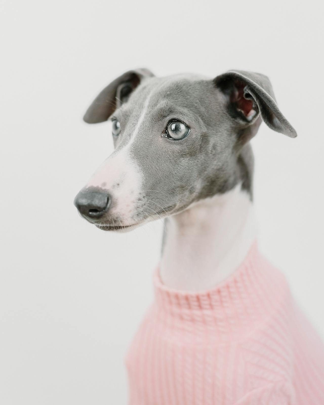 Italian Greyhound curled up on a blanket, a slender and sensitive small sighthound