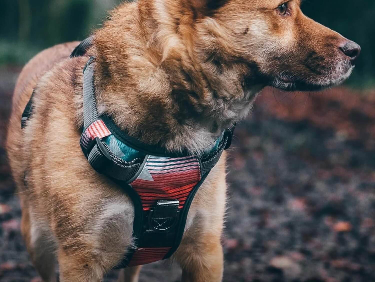 A brown dog wearing a colorful padded chest harness outdoors.