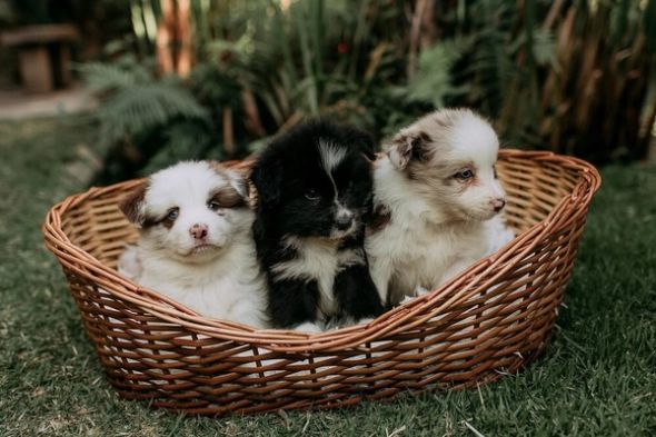 Three adorable fluffy puppies sitting in a woven wicker dog basket outdoors.