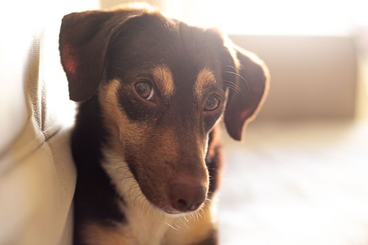 Close-up portrait of a small brown and tan dog bathed in warm natural light indoors.