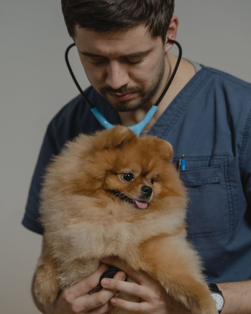 A male veterinarian examines a small, fluffy Pomeranian dog using a stethoscope.