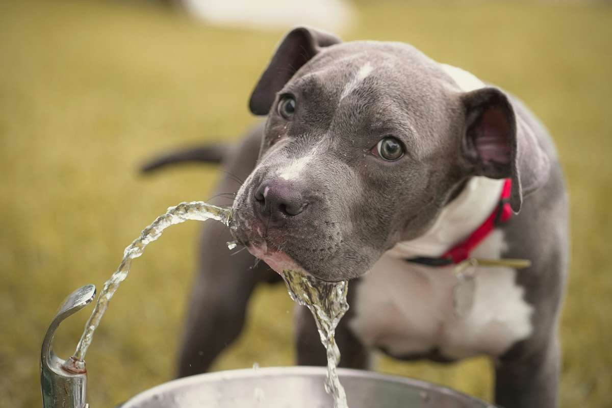 A grey and white pit bull puppy drinks running water from an outdoor drinking fountain.