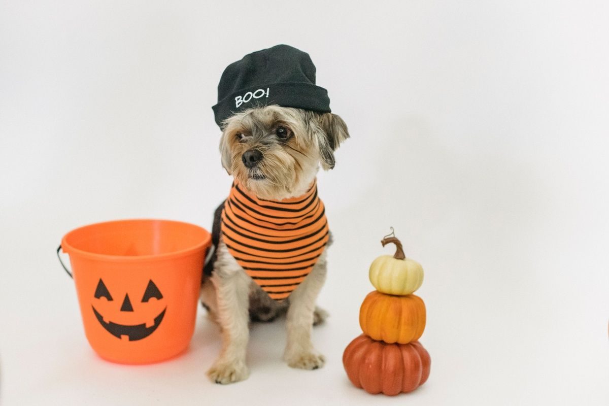 A small dog in a black beanie and striped bandana sits beside an orange jack-o'-lantern bucket and mini pumpkins.