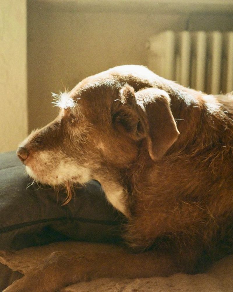 A senior scruffy brown dog resting its head on a dark pillow near a window.