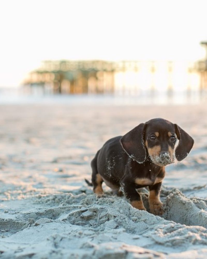 Oscar the Dachshund Puppy by Dana Cubbage Photography | Pretty Fluffy