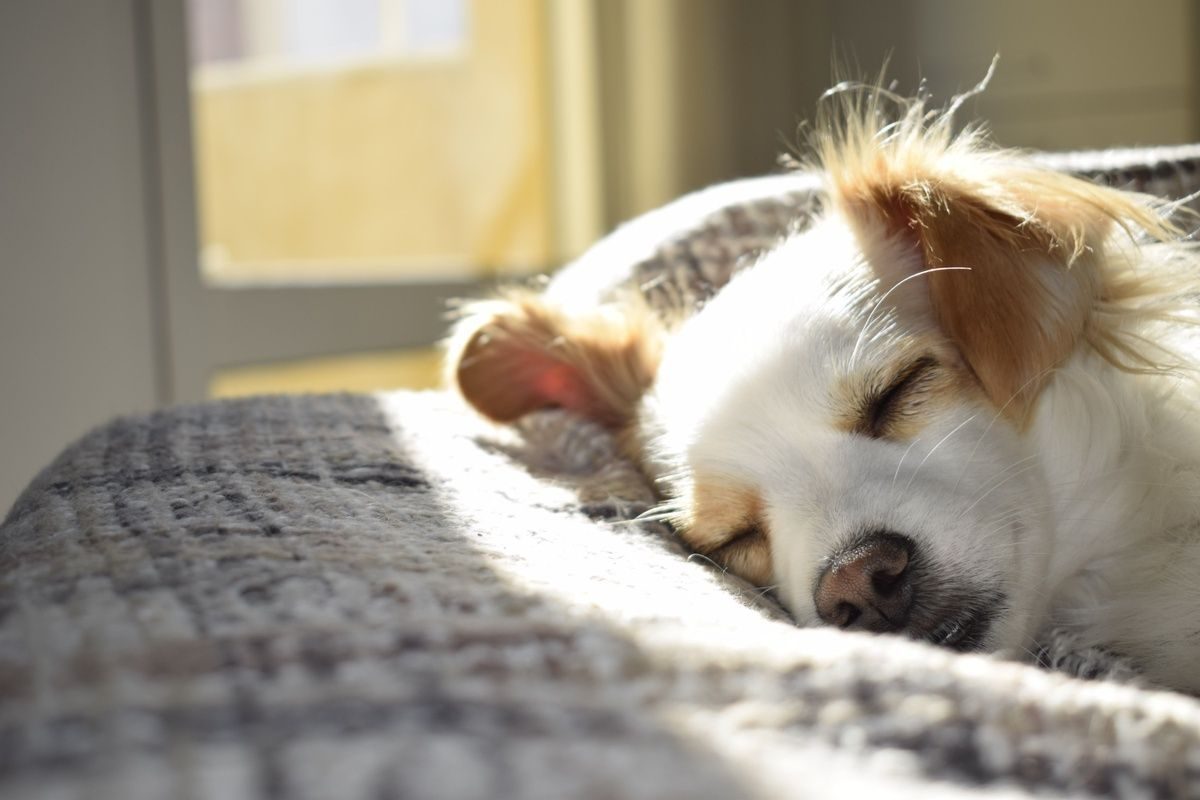 A small white and tan dog sleeping peacefully on a cushion in the sunlight.