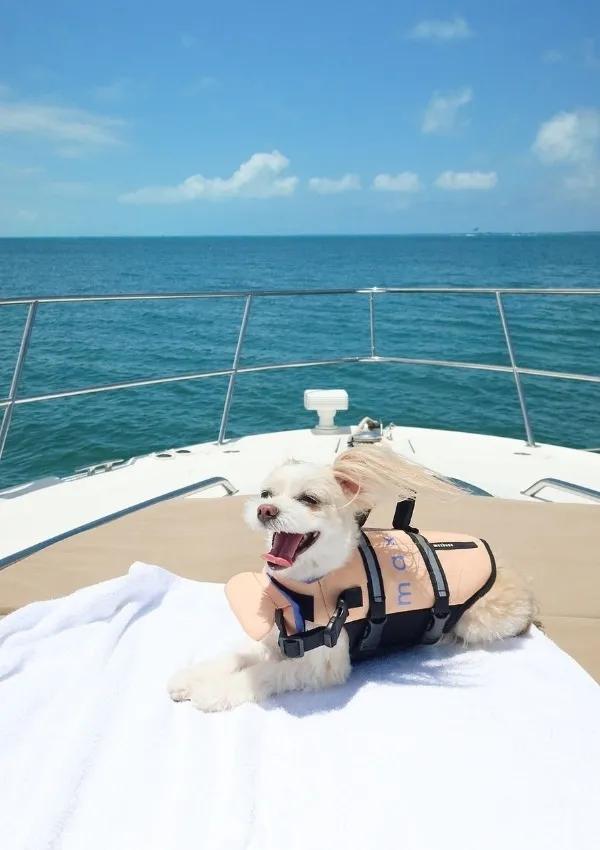 Small white dog wearing a peach life vest on a boat. Summer pet travel and water safety products.