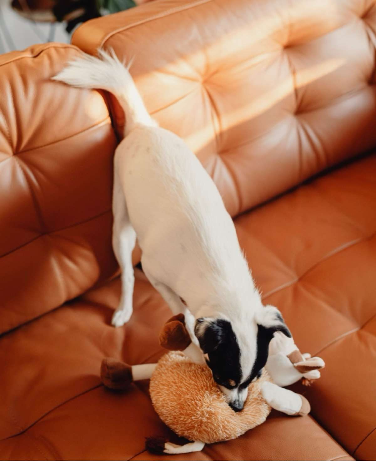 A small white dog with black patches plays with a plush toy on a tan leather couch.
