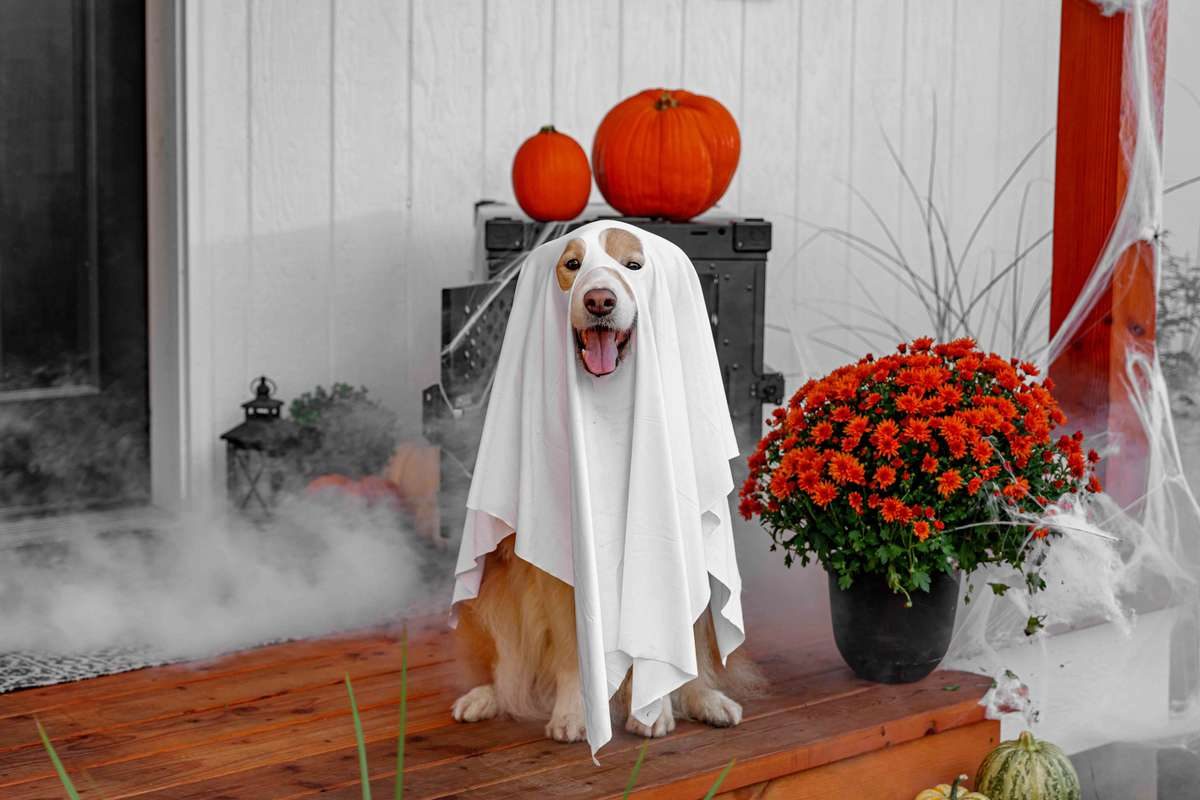A happy dog wearing a white sheet ghost costume sits on a porch next to pumpkins and orange flowers.