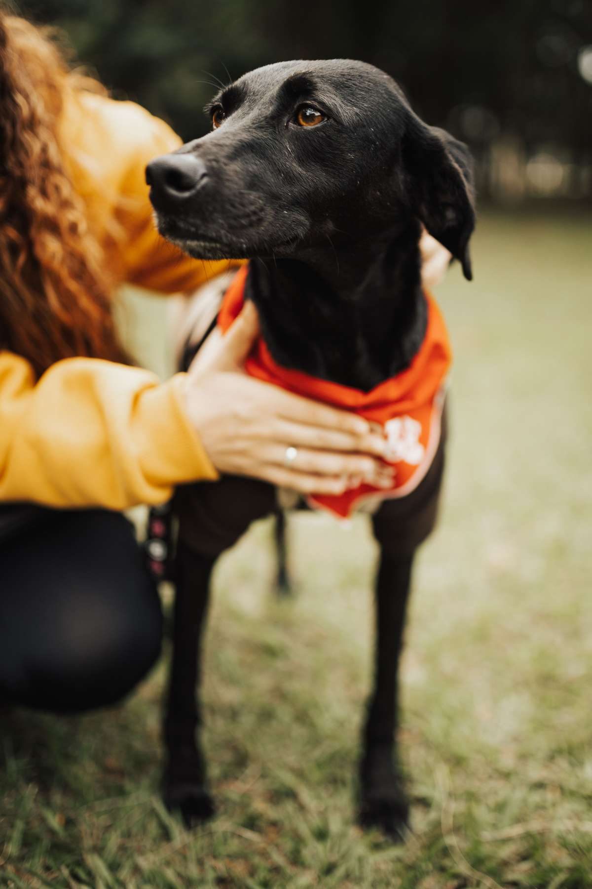 A woman in a yellow sweater gently holds a black dog wearing a red bandana outdoors.