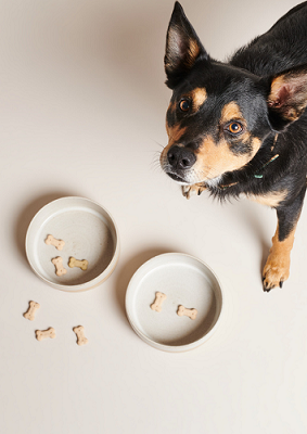 Dog Bowls & Feeding