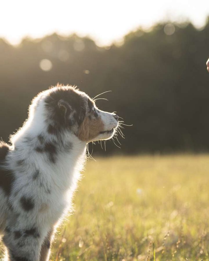 A merle puppy stands in a sunlit field, looking up at a person holding a toy ball.