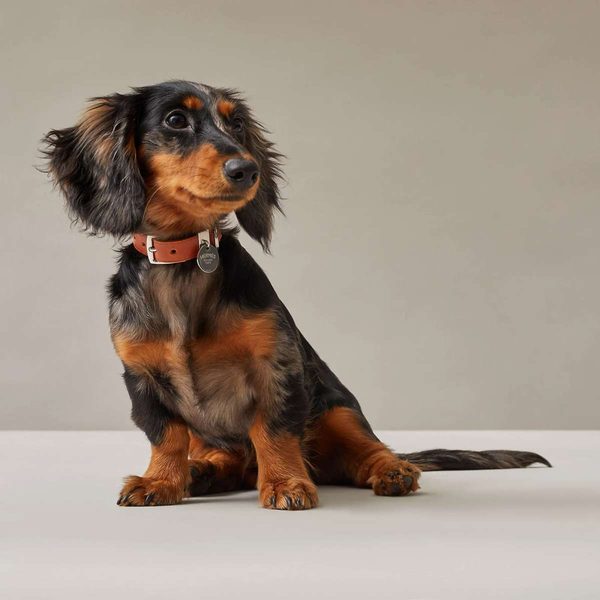 Hermès Etriviere III Dog Collar