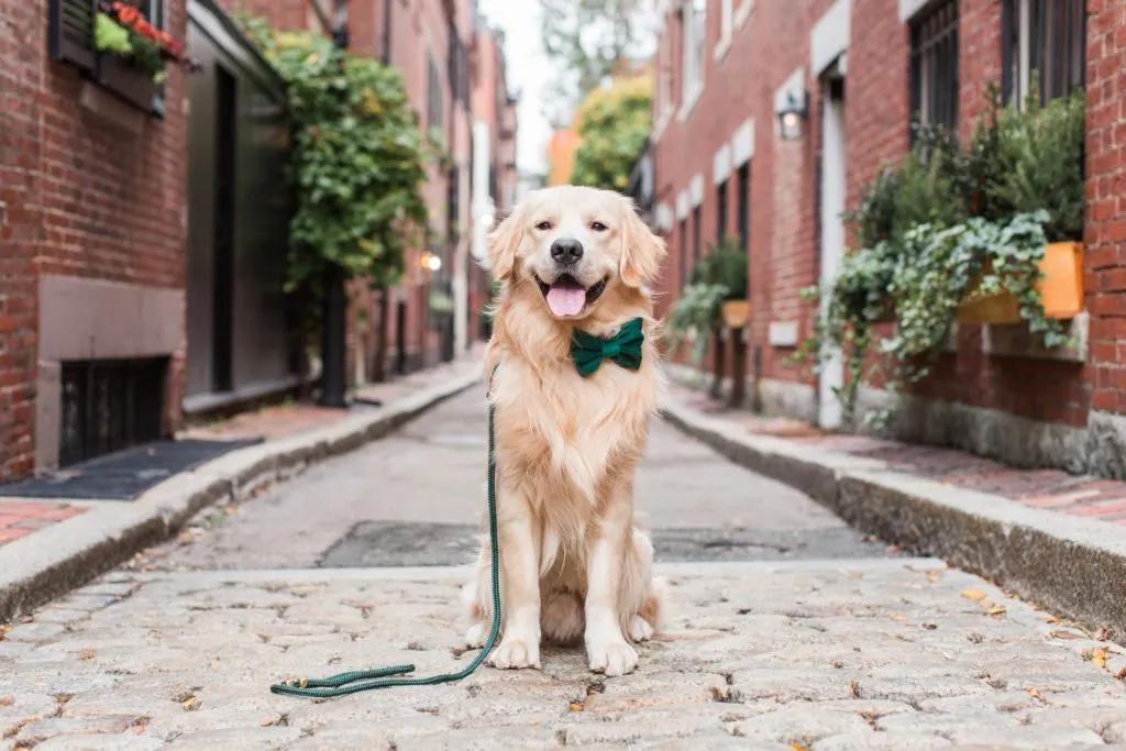 Foggy Dog Accessories - Holiday Collection