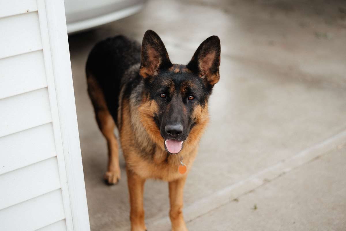 A German Shepherd dog standing on a concrete driveway looking at the camera.