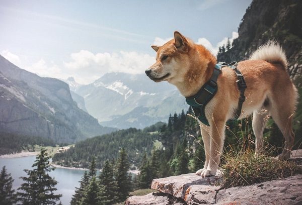 Shiba Inu wearing a green outdoor dog harness while standing on a scenic mountain cliff.