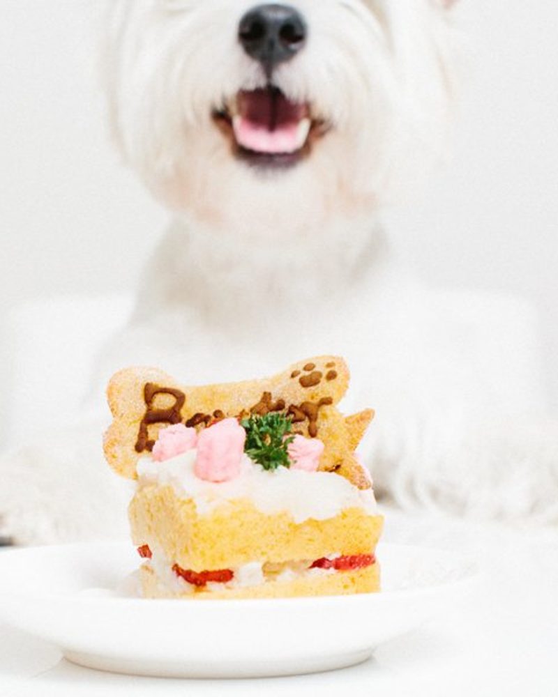 Dog Birthday Cake by Nattnee Photography | Pretty Fluffy