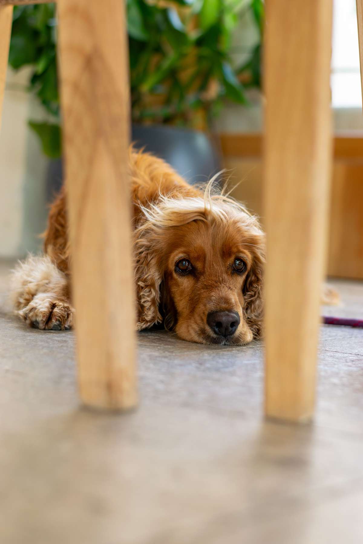 A golden Cocker Spaniel lying on the floor looking anxious through wooden chair legs.
