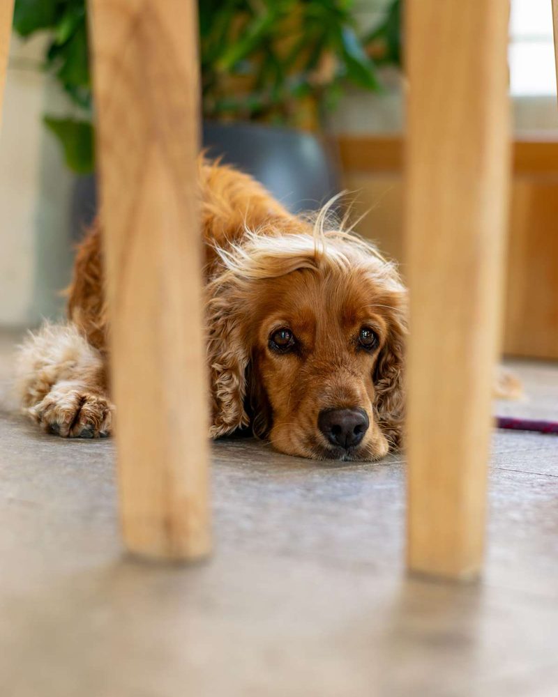 A golden Cocker Spaniel lying on the floor looking anxious through wooden chair legs.