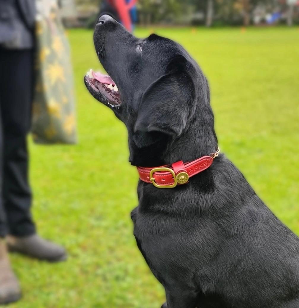 A black dog wearing a red leather collar sits on a grassy field, looking up attentively.