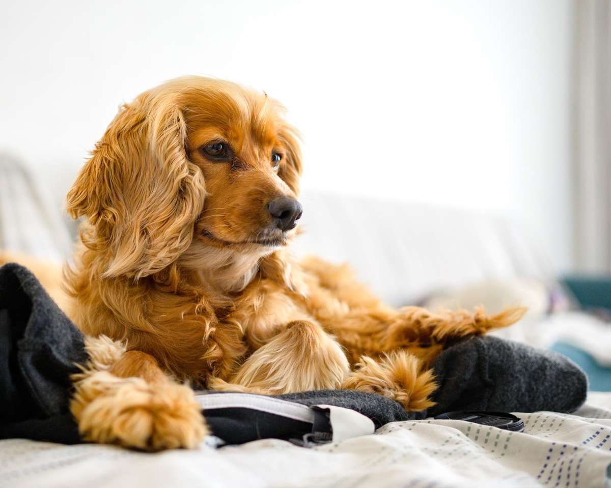A golden Cocker Spaniel lies on a bed indoors, looking off to the side.