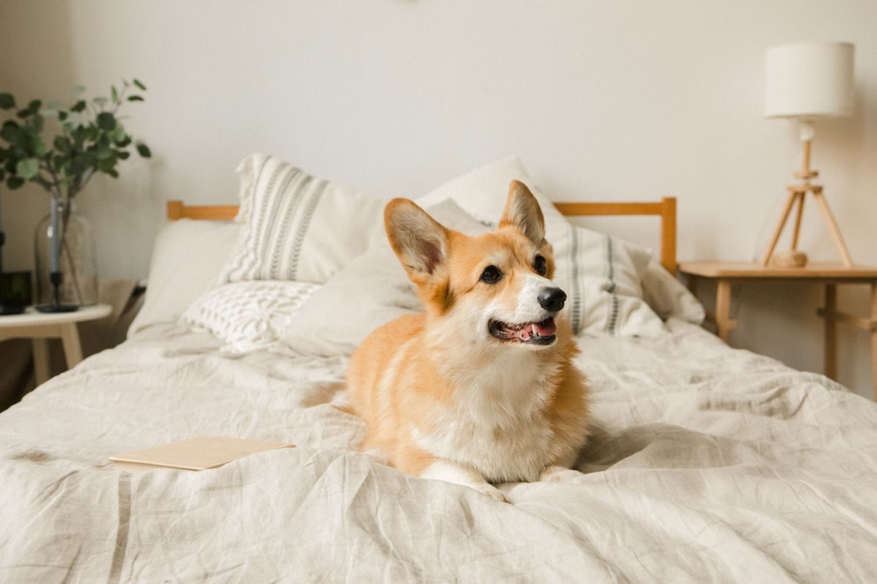 A Welsh Corgi lying on a bed with neutral linens and pillows.