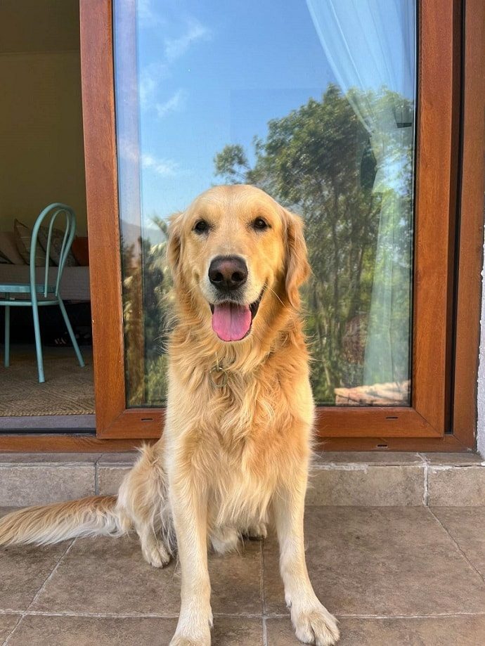 Golden Retriever sitting outside a home