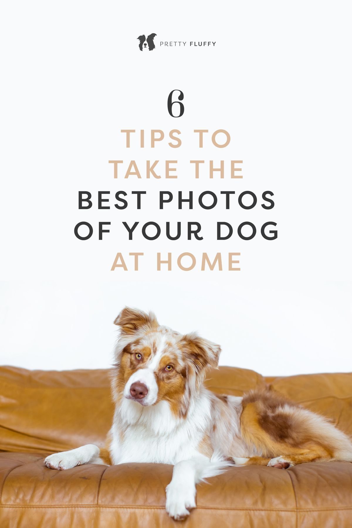 An Australian Shepherd lying on a leather couch under text about dog photography at home.