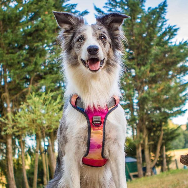 Embark No Pull Dog Harness