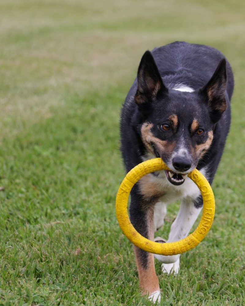 A black and tan dog running across a lawn with a yellow ring toy in its mouth.