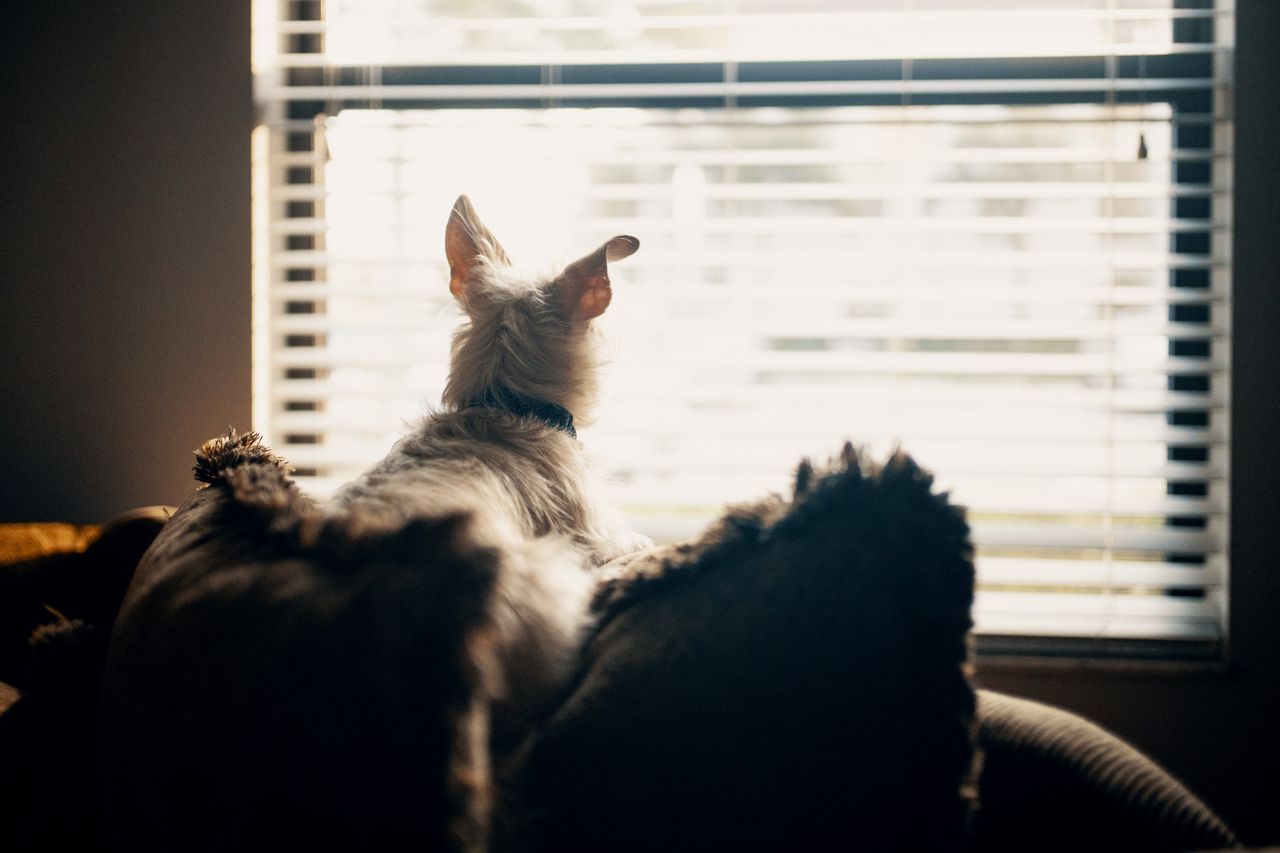 A small white dog perched on a couch looks out a window through horizontal blinds.