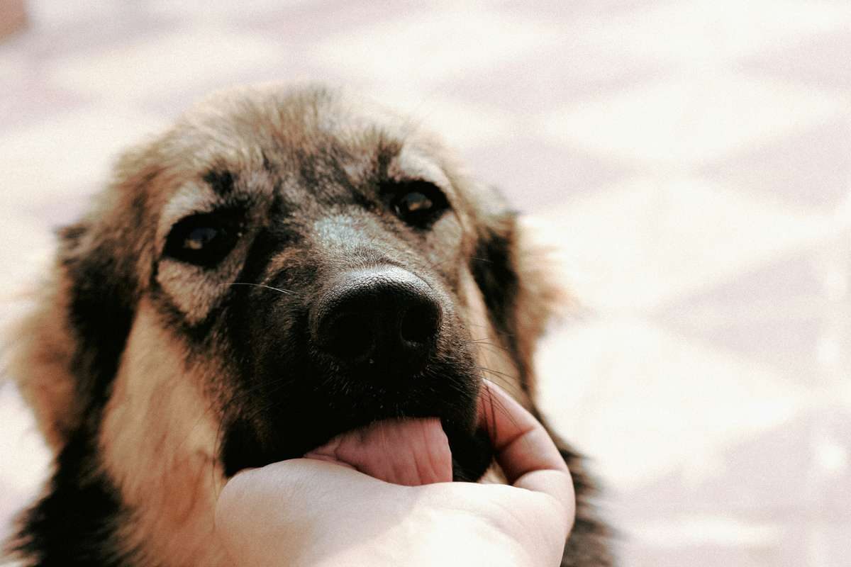 A close-up of a fluffy brown and black dog gently licking a person's hand.