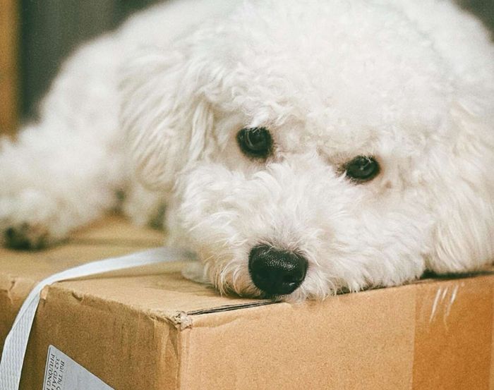 A fluffy white dog rests its chin on a cardboard moving box.