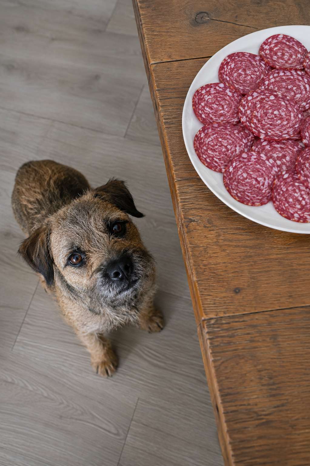 A small scruffy terrier looks up at a plate of sliced salami on a wooden table.