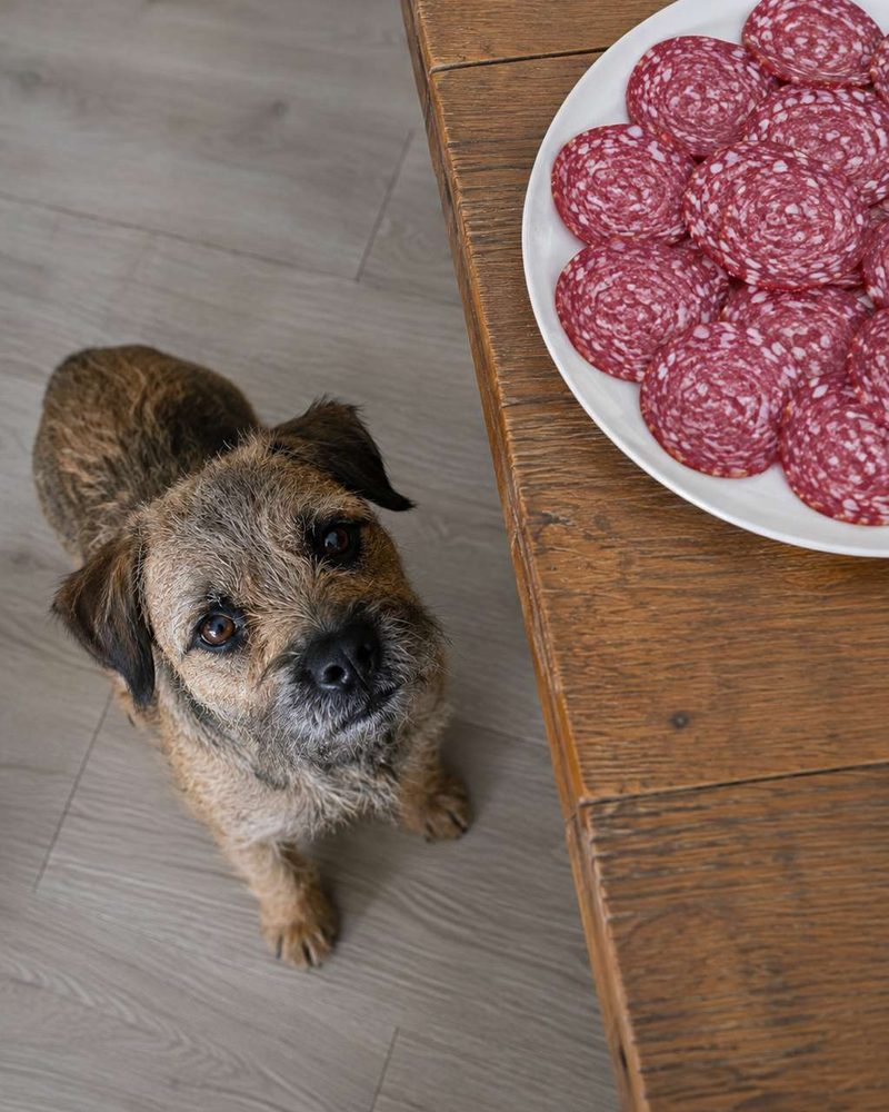A small scruffy terrier looks up at a plate of sliced salami on a wooden table.